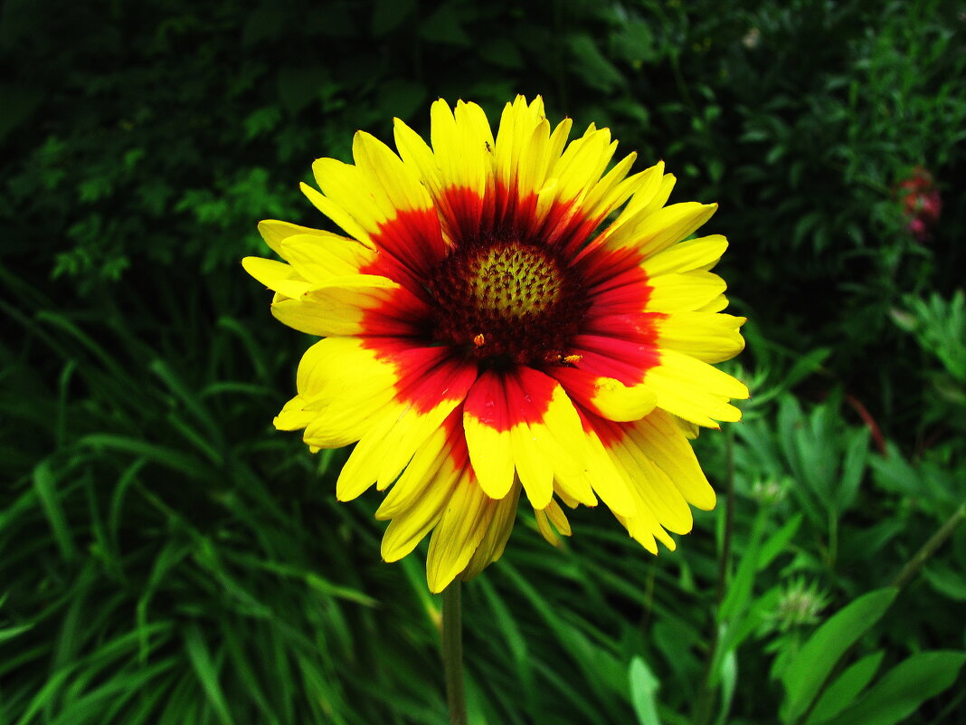 Гайлардия расцвела - Людмила Смородинская Гайлардия расцвела - Людмила Смородинская