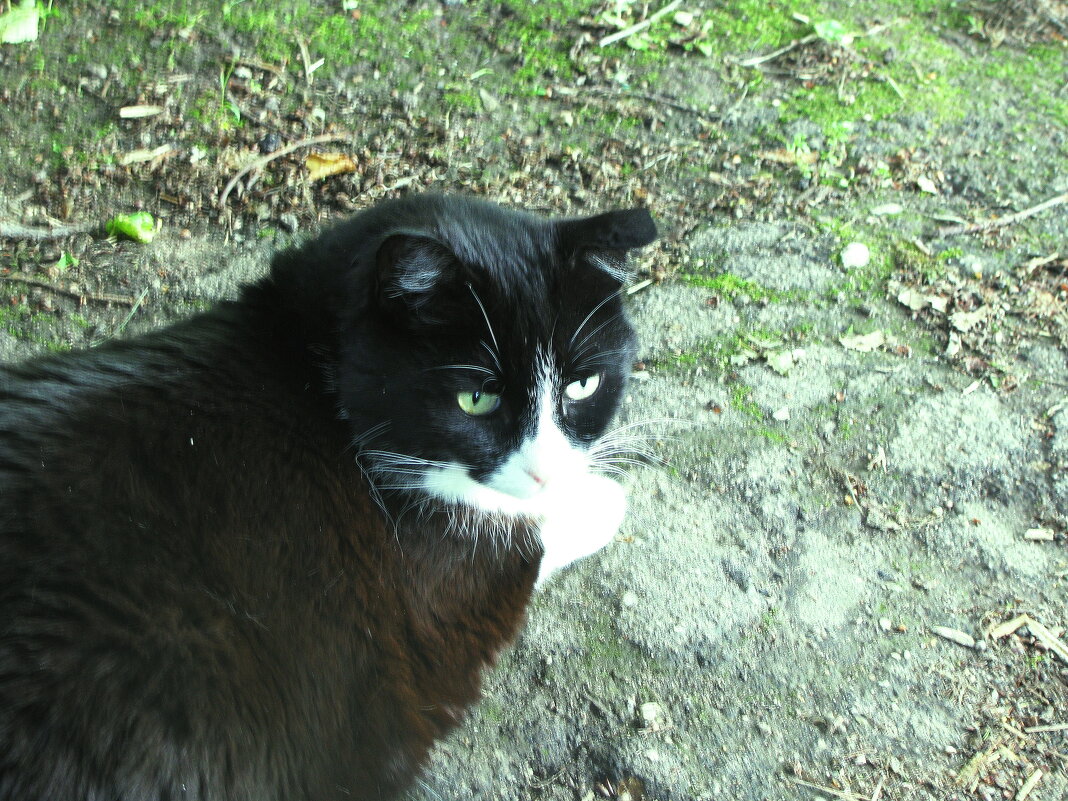 Хорошо в тени - Людмила Смородинская