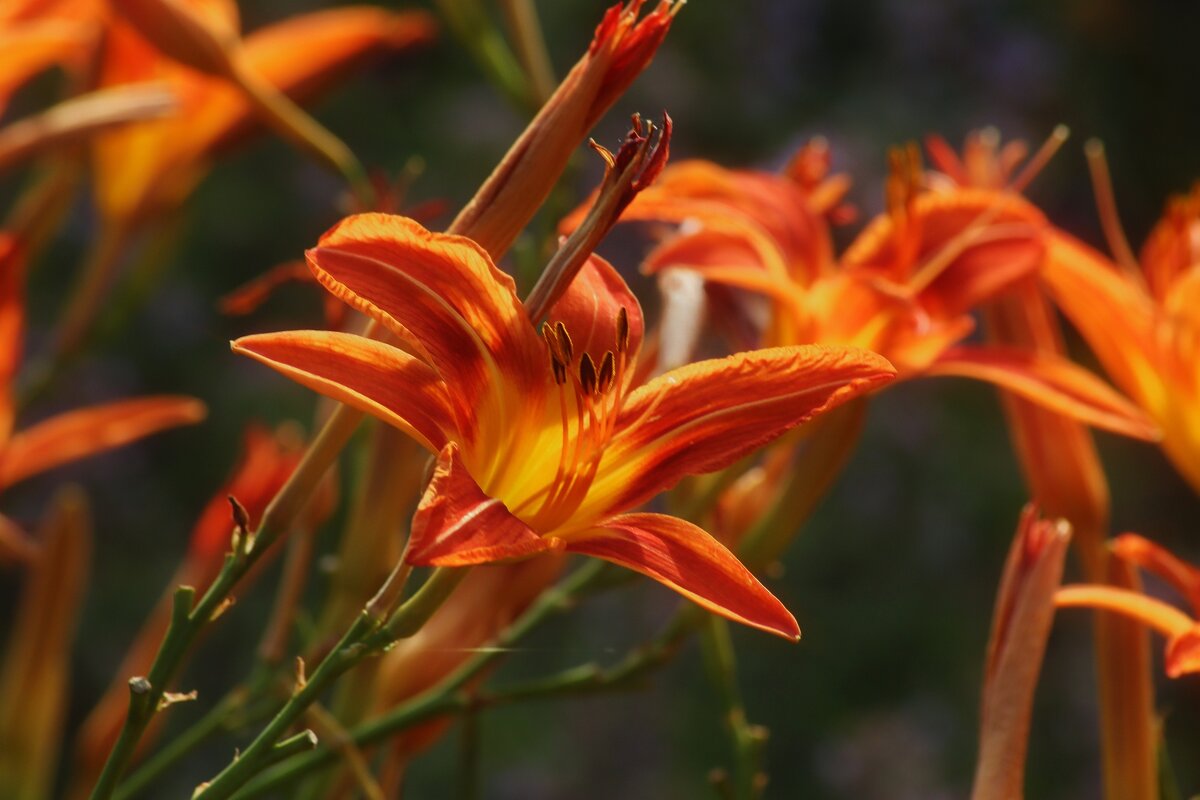 Доброе утро - Юрий. Шмаков