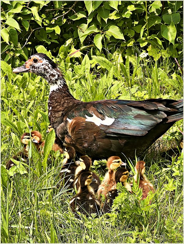 Мускусная утка с утятами. - Валерия Комова