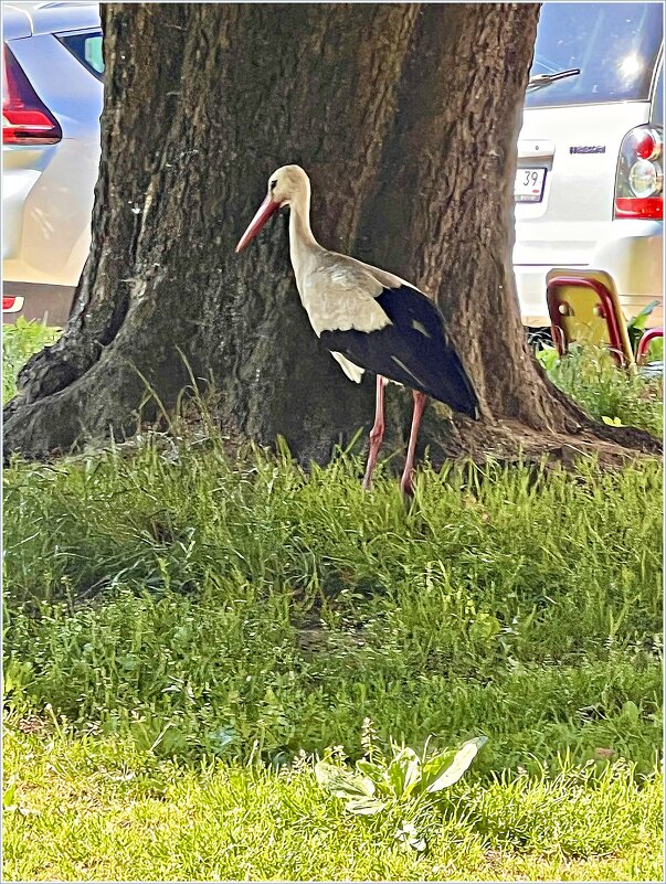 Аист, гуляющий по двору. - Валерия Комова Аист, гуляющий по двору. - Валерия Комова