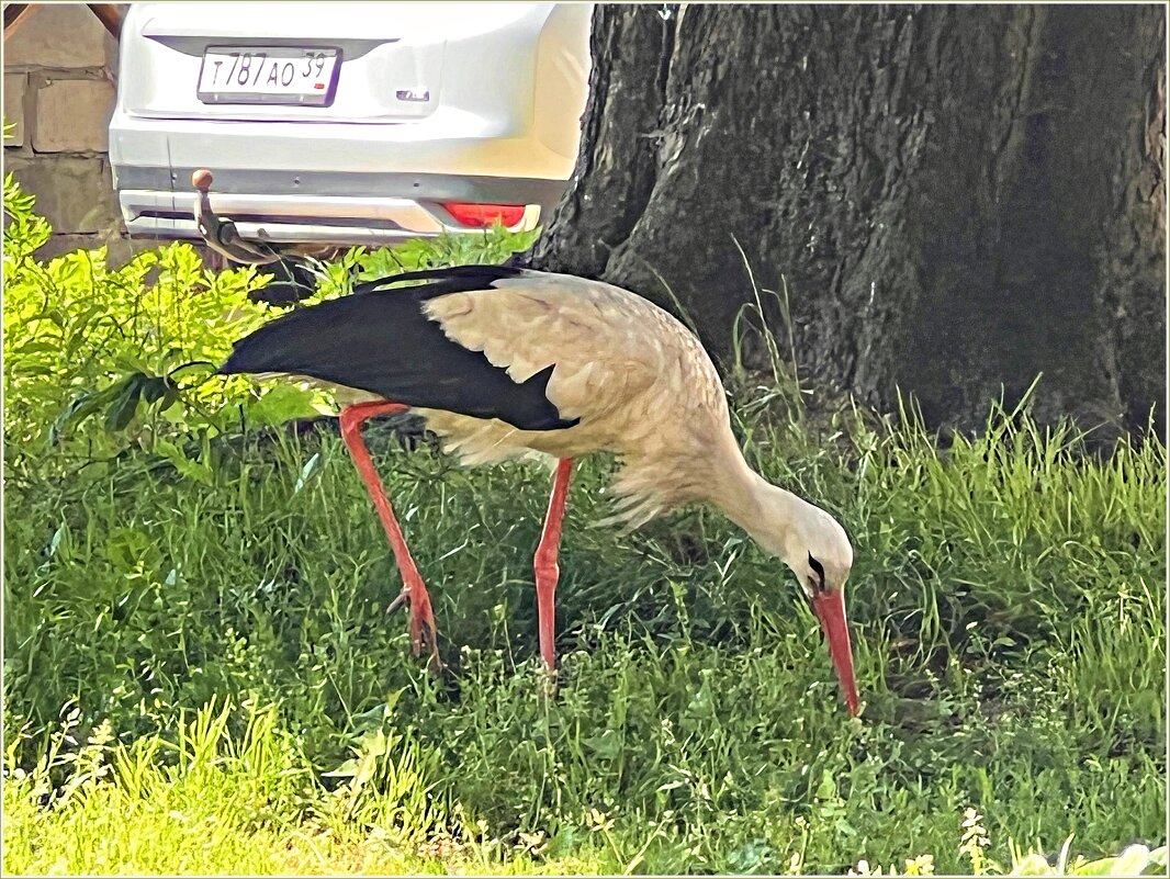 Аист, гуляющий по двору. - Валерия Комова