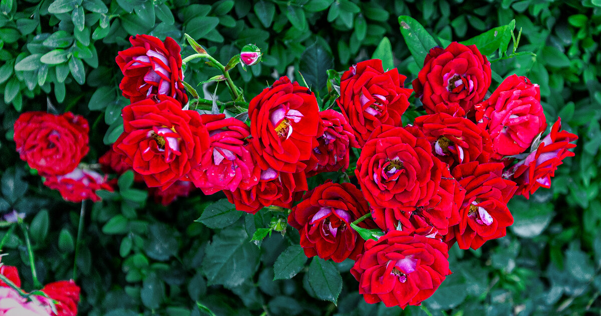 За красоту мы любим розы! - Варвара 