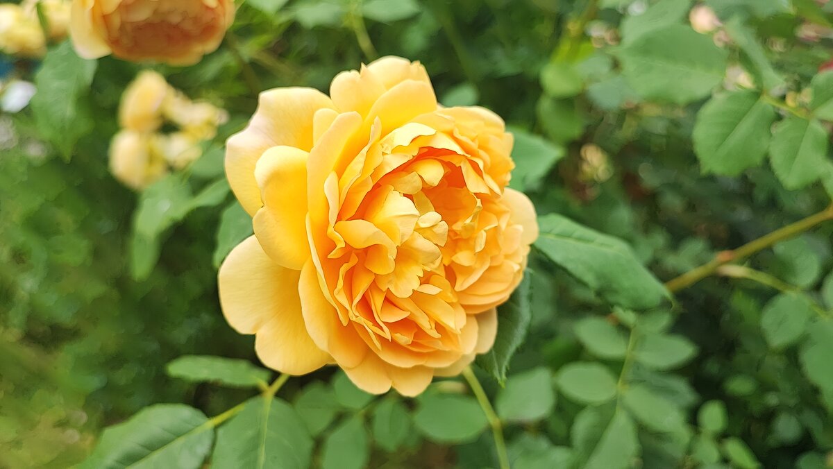 ,,,, - Сергей Тимоновский