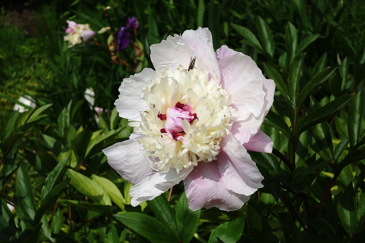 Пион - Рита Симонова