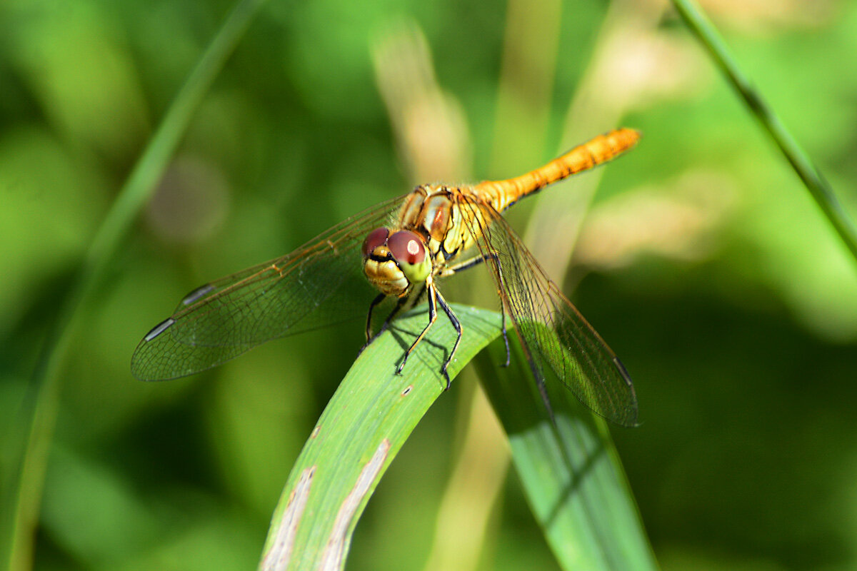 Стрекоза - Геннадий Супрун