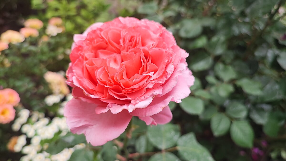 ,,, - Сергей Тимоновский