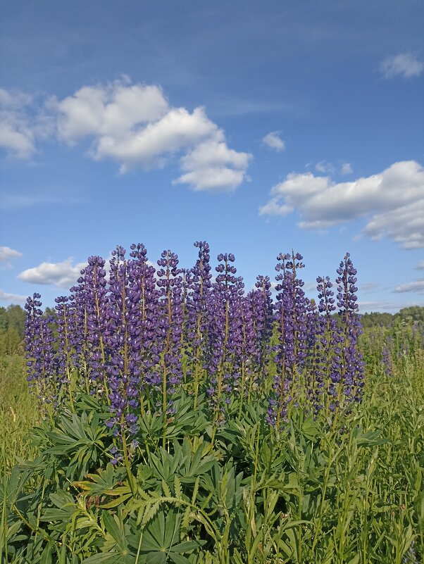 Люпины - Pippa 