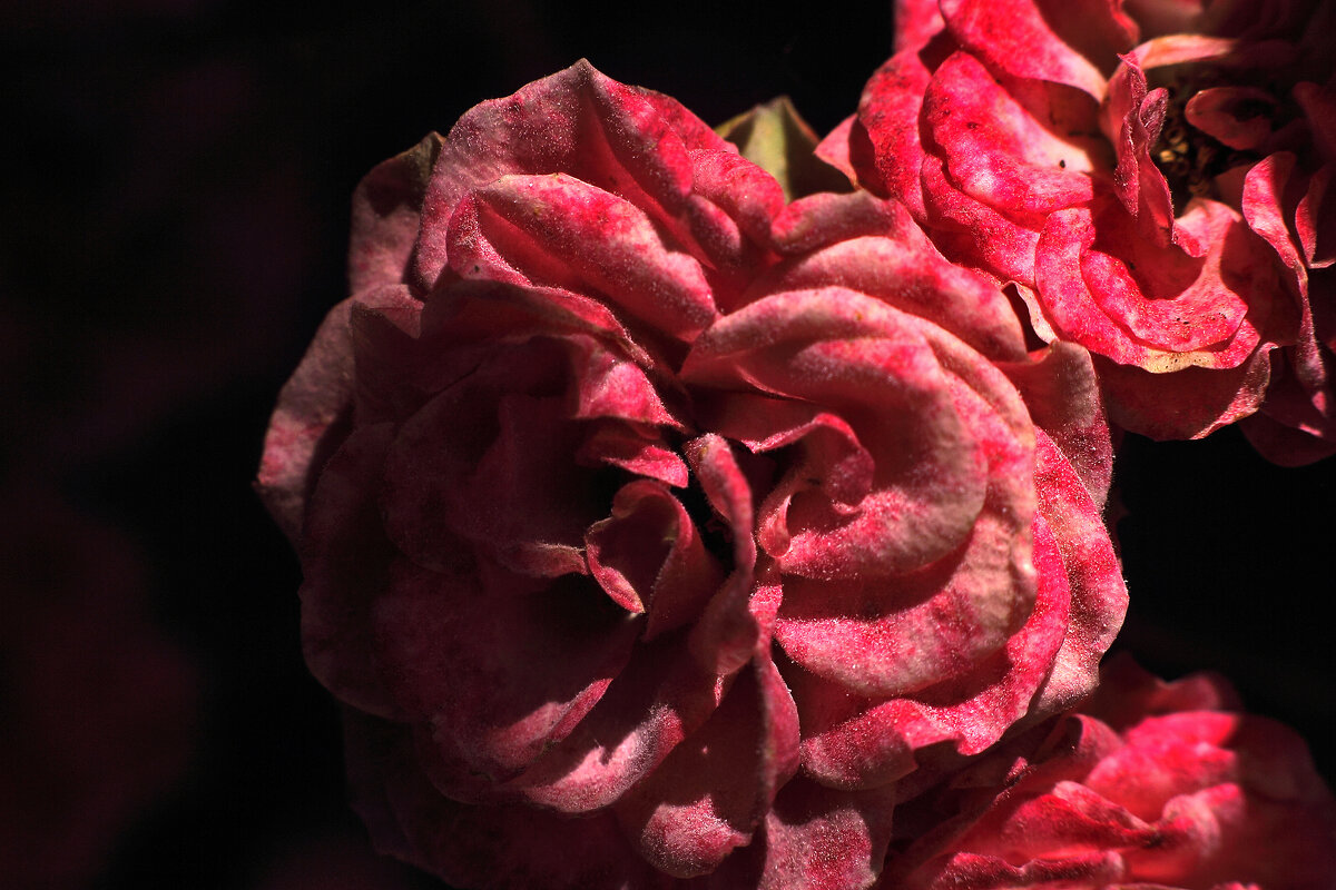 Роза - Юрий Гайворонскiий