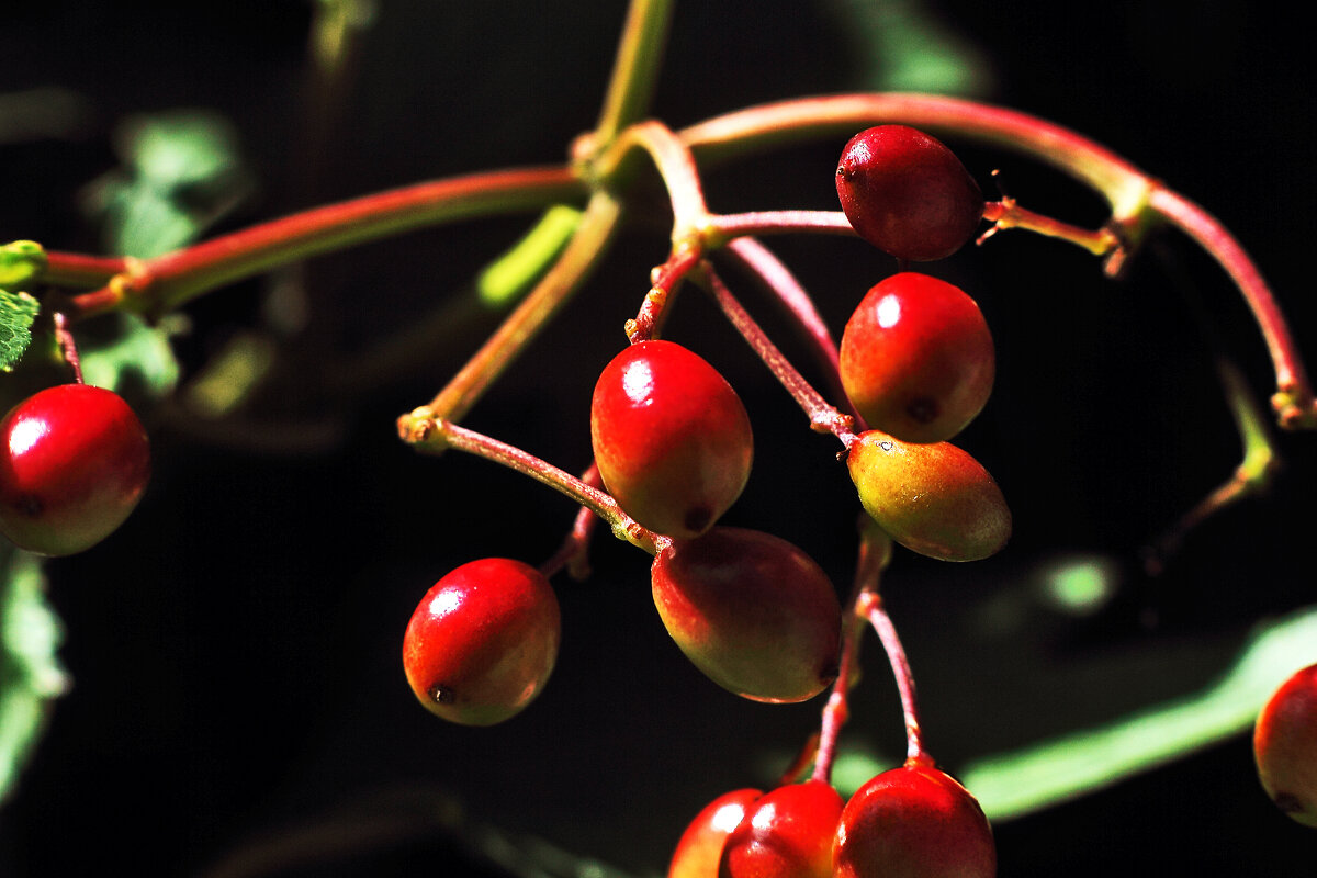 Калина созревает - Юрий Гайворонскiий Калина созревает - Юрий Гайворонскiий