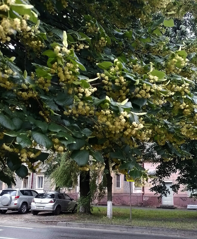 *** - Валентина Береснева