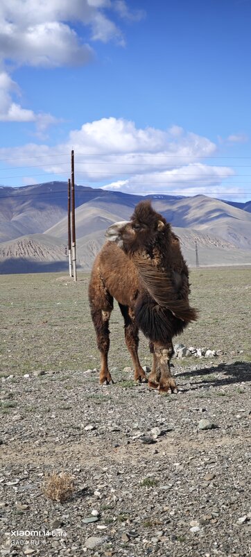 Алтай. верблюд с шевелюрой - Александр Чибисов