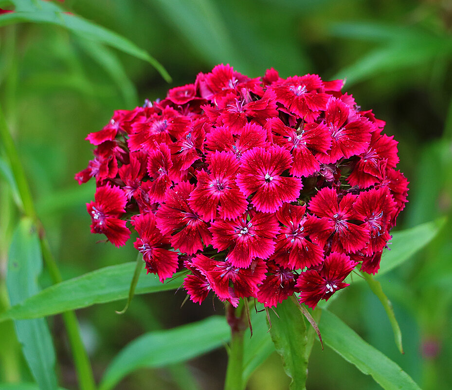 Гвоздика турецкая - Светлана Гвоздика турецкая - Светлана