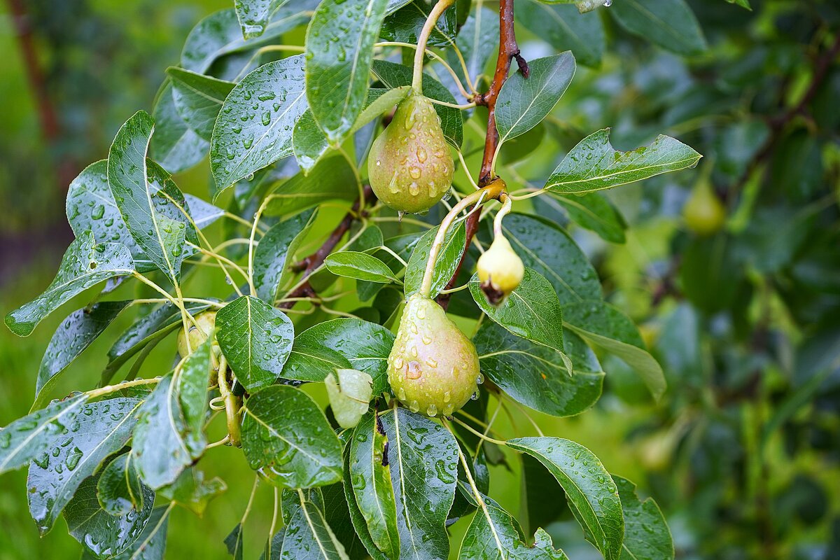 Груши под  дождем - Татьяна Тюменка