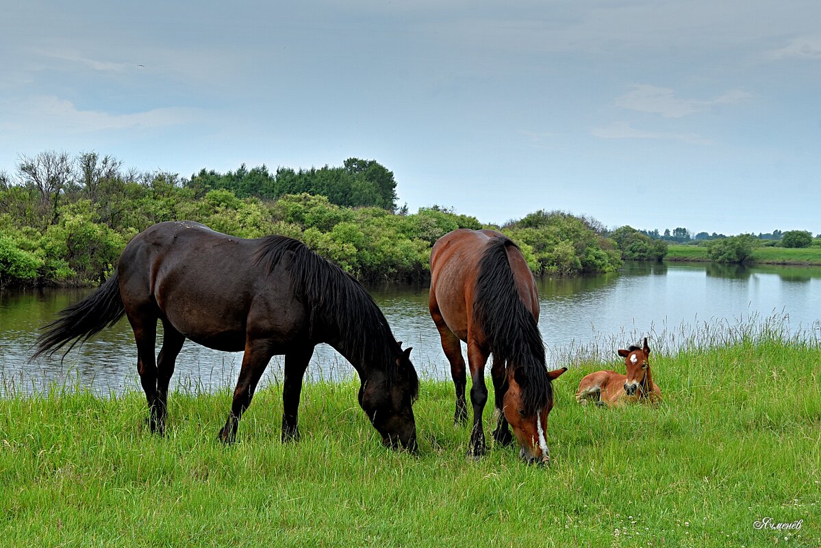 У реки - Геннадий Ячменев