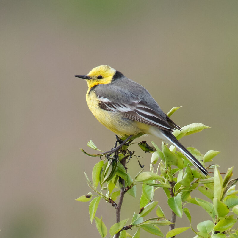 Желтоголовая трясогузка - Александр Желтоголовая трясогузка - Александр