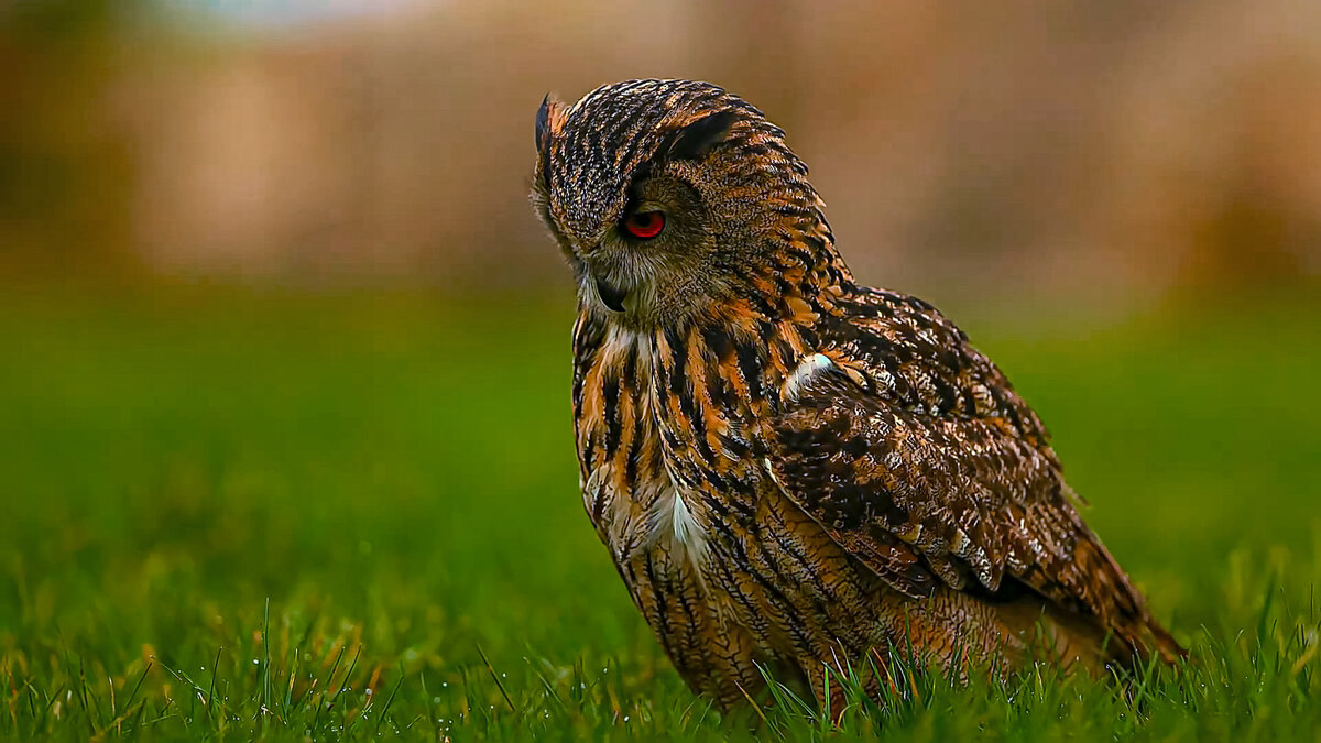 Филин - Aleksey Afonin