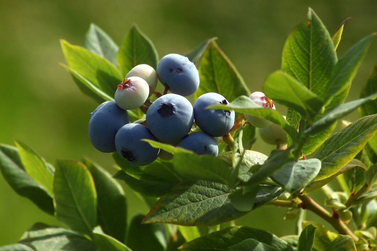Спеет голубика - Юрий. Шмаков Спеет голубика - Юрий. Шмаков