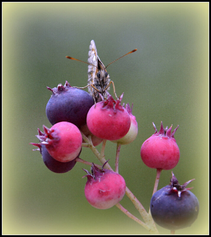 ...мое... - Aleksandr Gal ...мое... - Aleksandr Gal