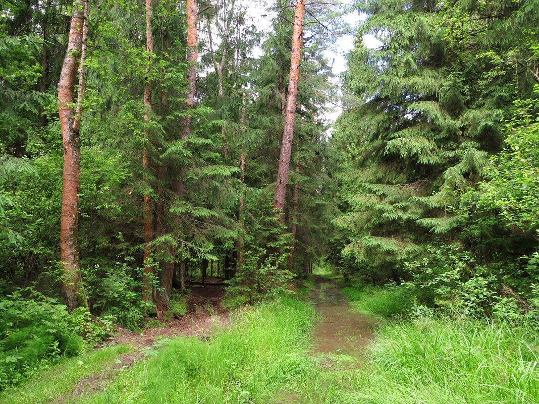 Дорога в лесу - Андрей Снегерёв