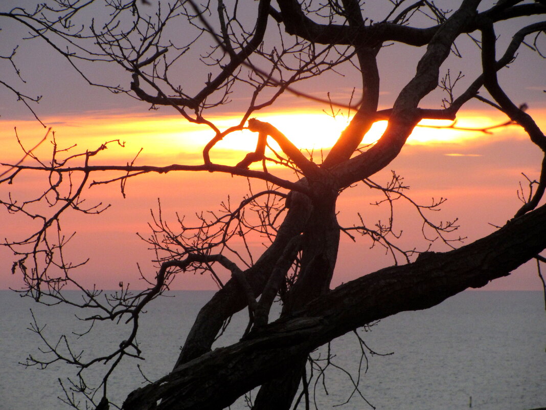 Старое дерево - Валерий 