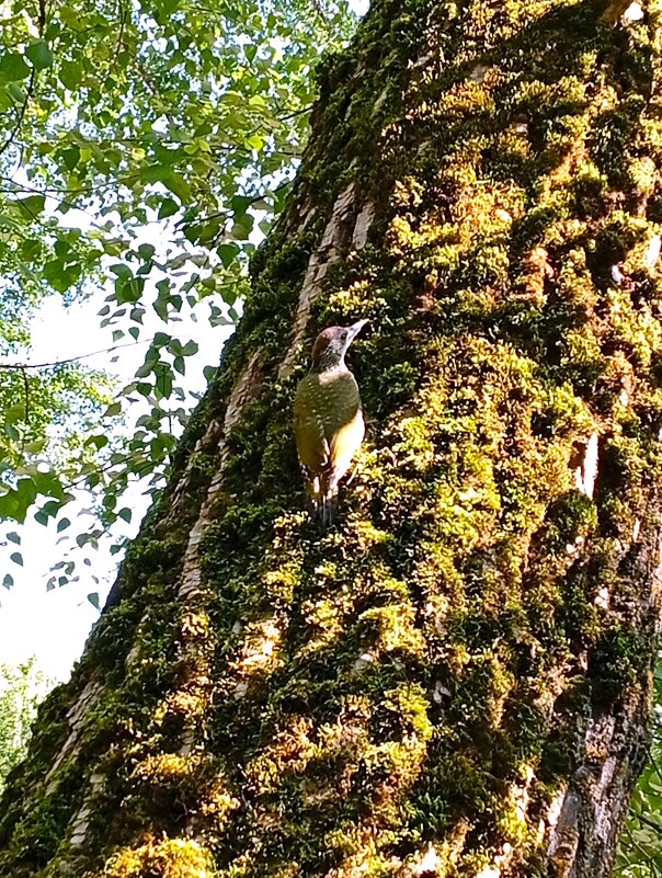 В парке - Екатерина Филипенко