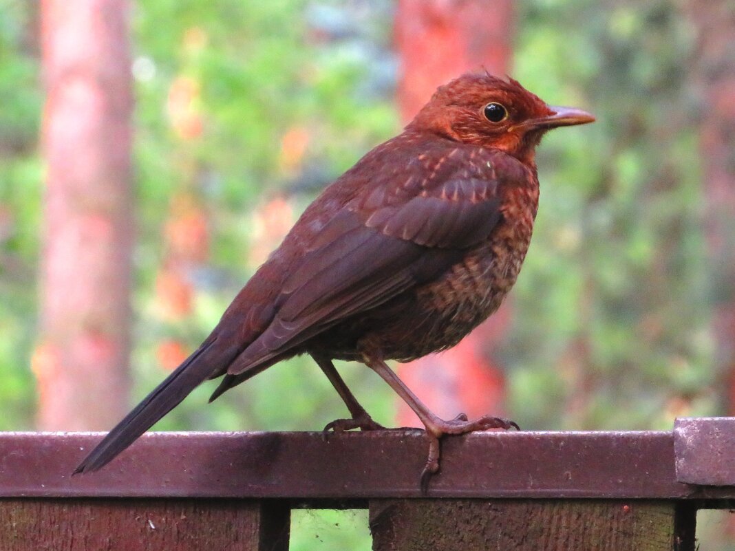 Самка чёрного дрозда - Андрей Снегерёв Самка чёрного дрозда - Андрей Снегерёв