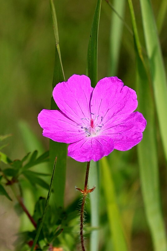 Циточик аленький - Александр Кондаков
