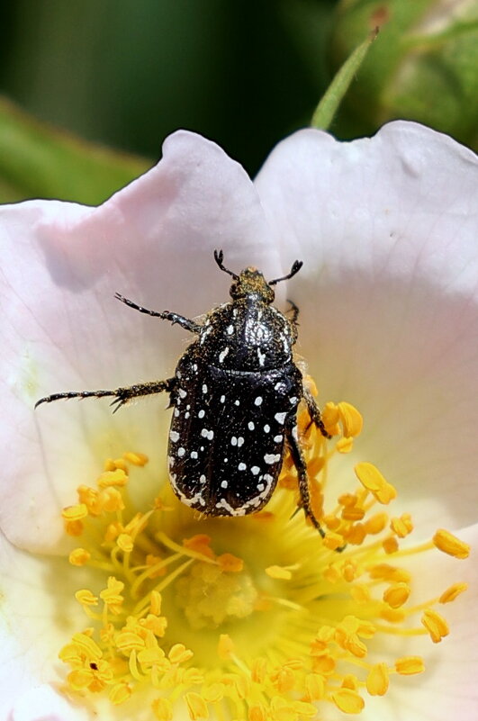 Долматинец... - Александр Кондаков Долматинец... - Александр Кондаков