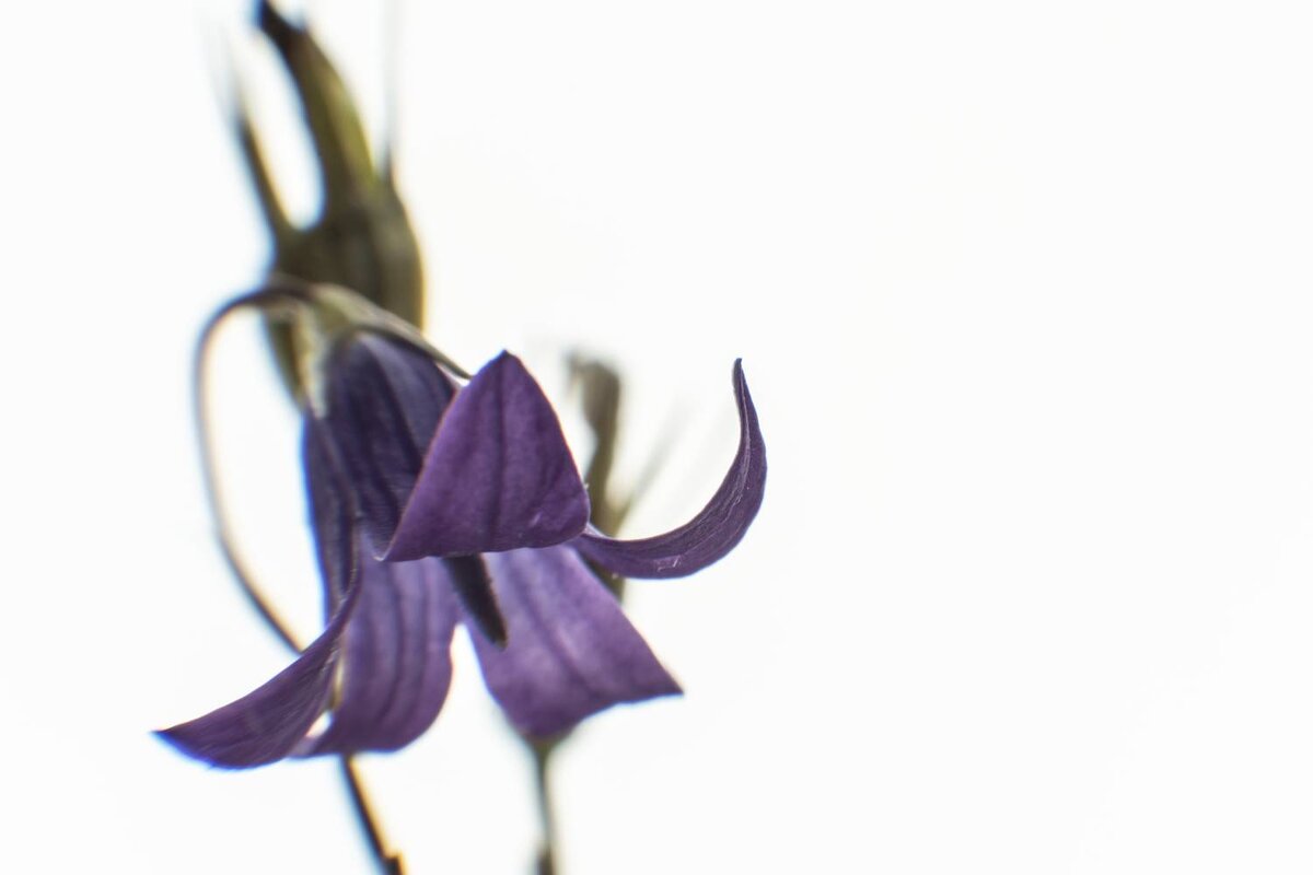 Травы Владимирской области Колокольчик - Николай Чичерин Травы Владимирской области Колокольчик - Николай Чичерин