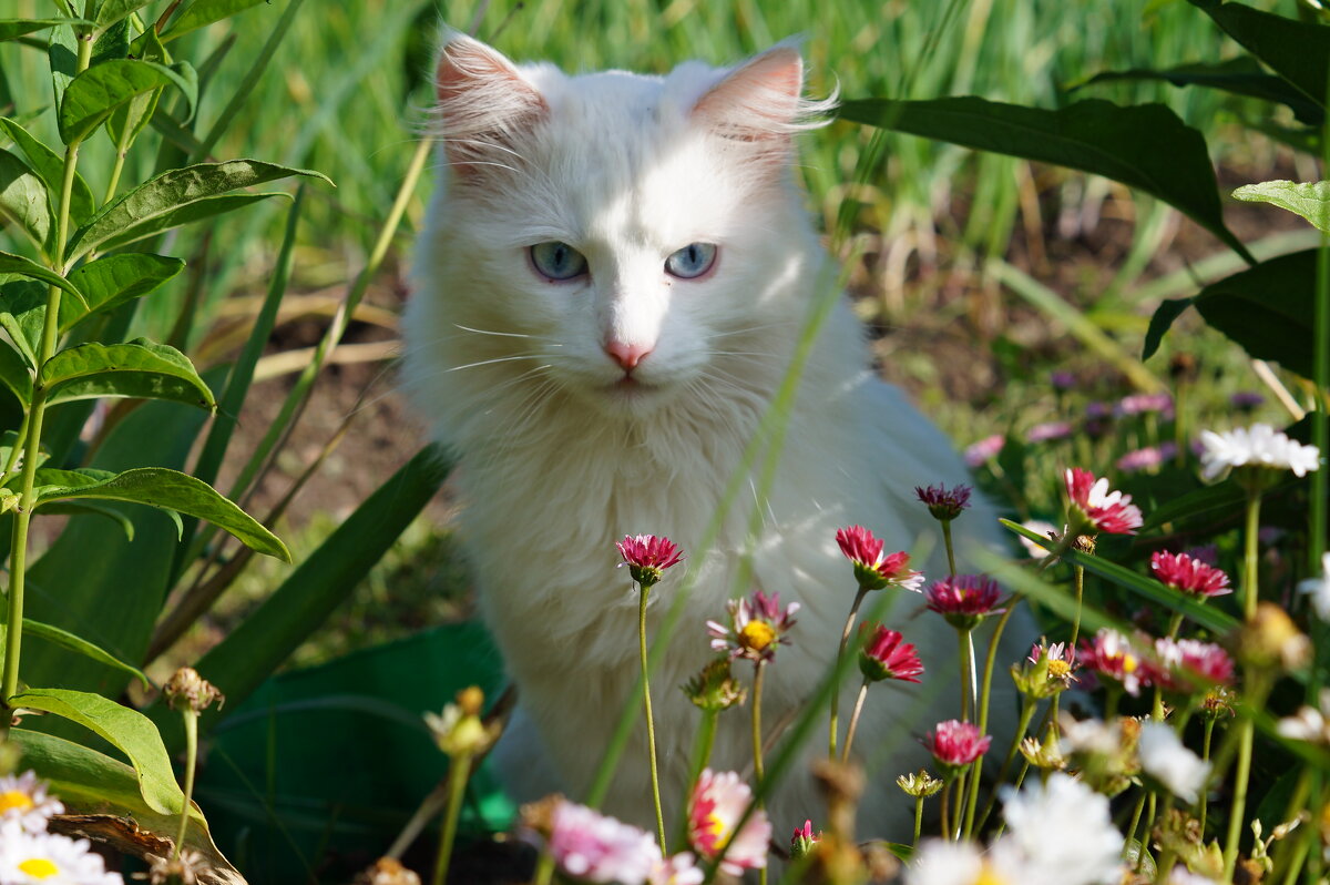 Котик - Сергей Ц