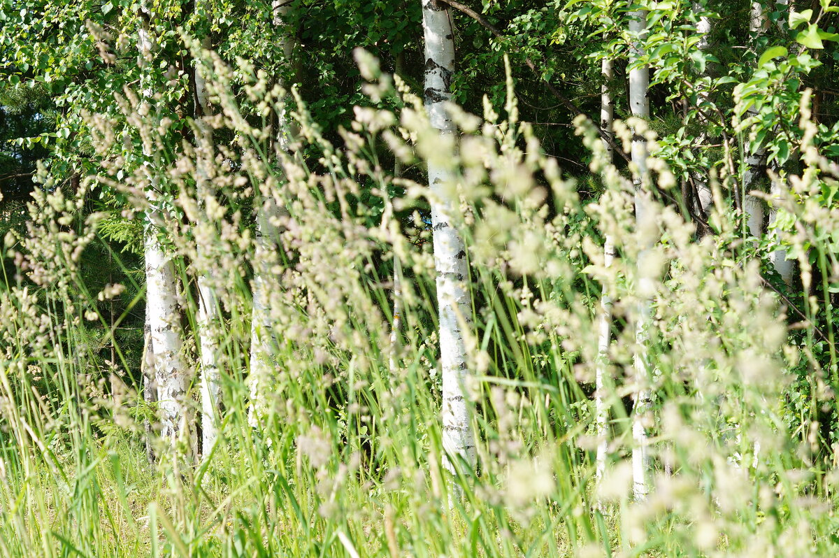 Травы,травы... - Сергей Ц