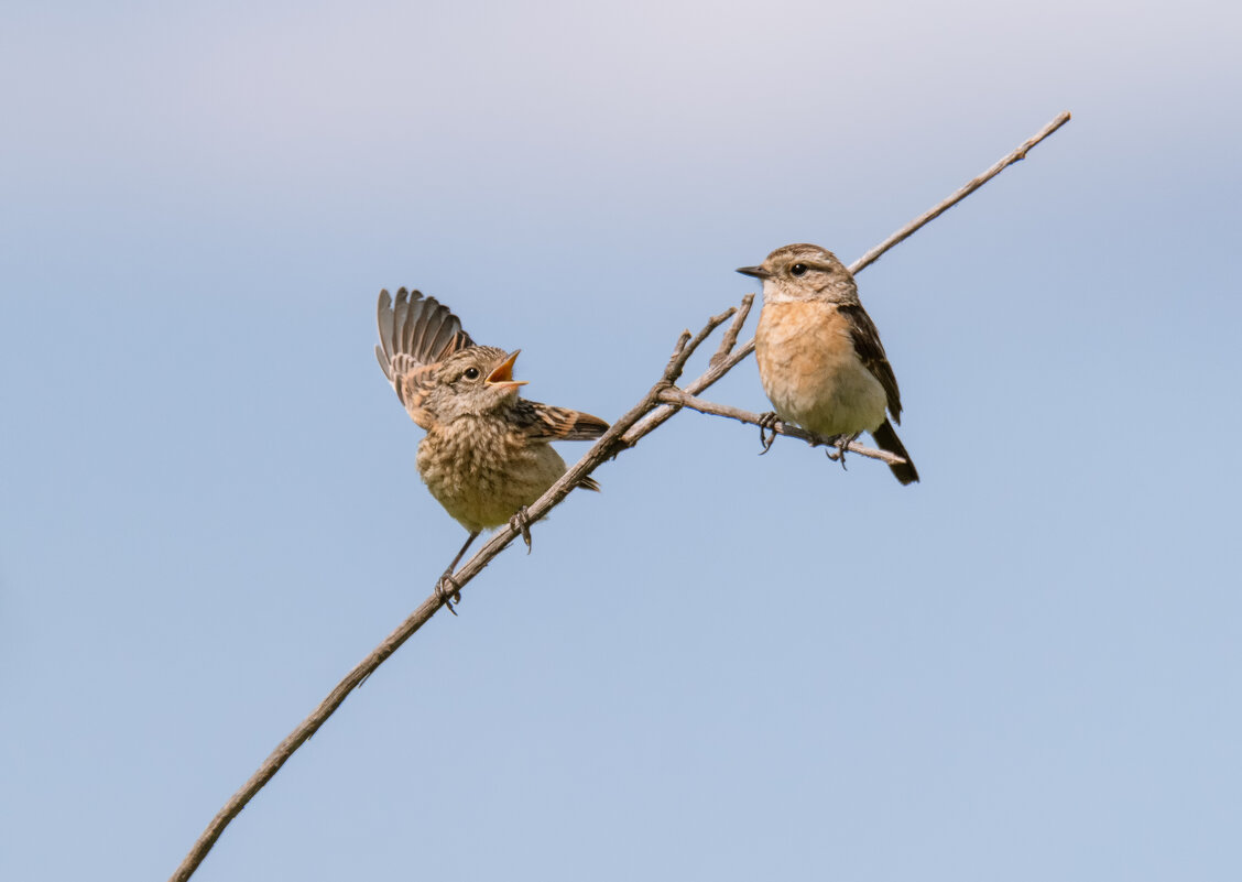 МАМА, Я НЕ НАЕЛСЯ! - Володька Завитушкин
