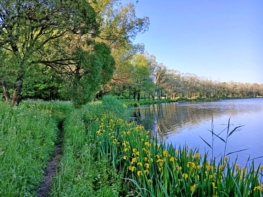 Вдоль всего берега заросли ирисов! - Лия ☼