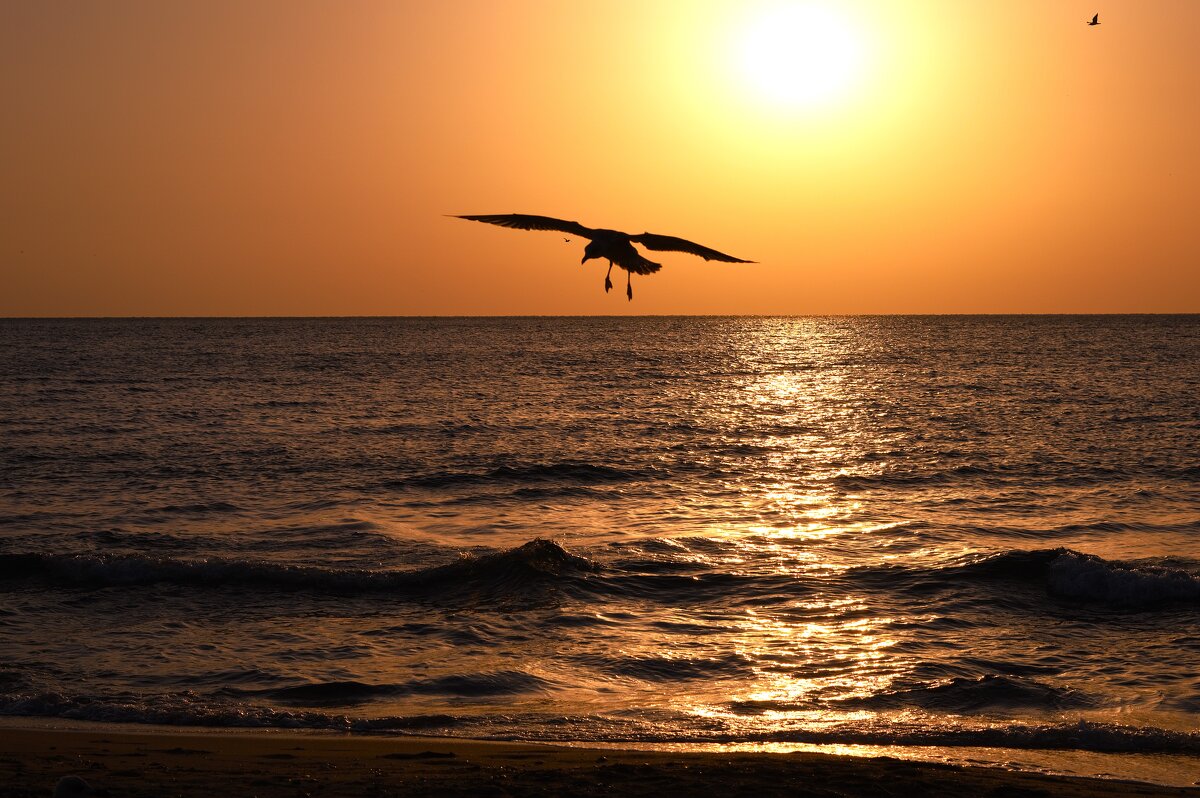 чайка - Viktorija Minajeva