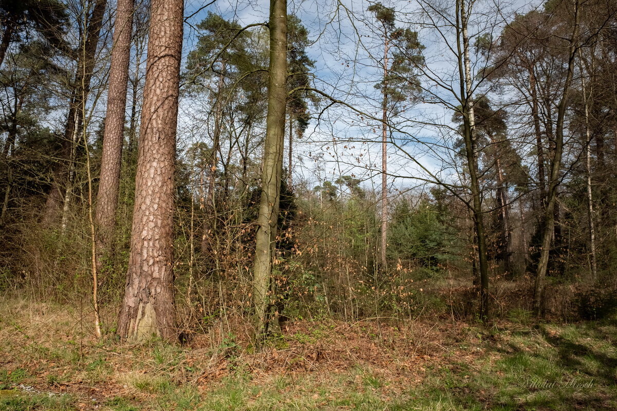 В мартовском лесу... - Николай Гирш В мартовском лесу... - Николай Гирш