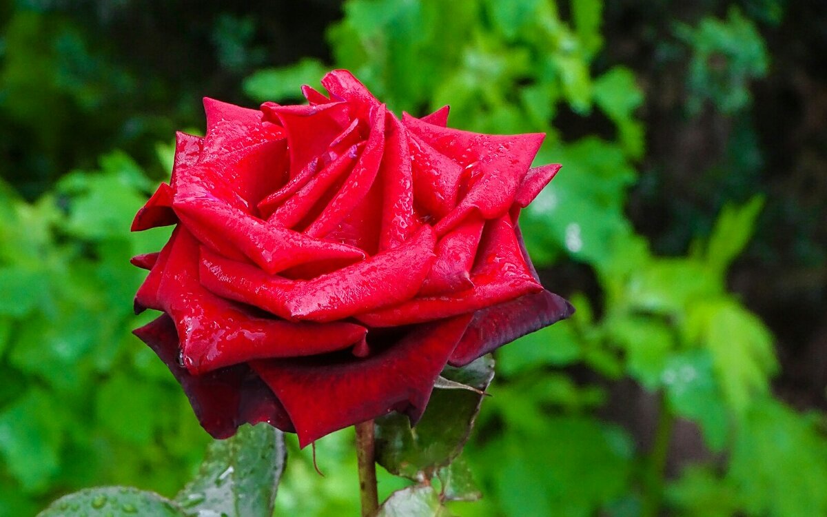 Промокшая от дождя. - Милешкин Владимир Алексеевич 