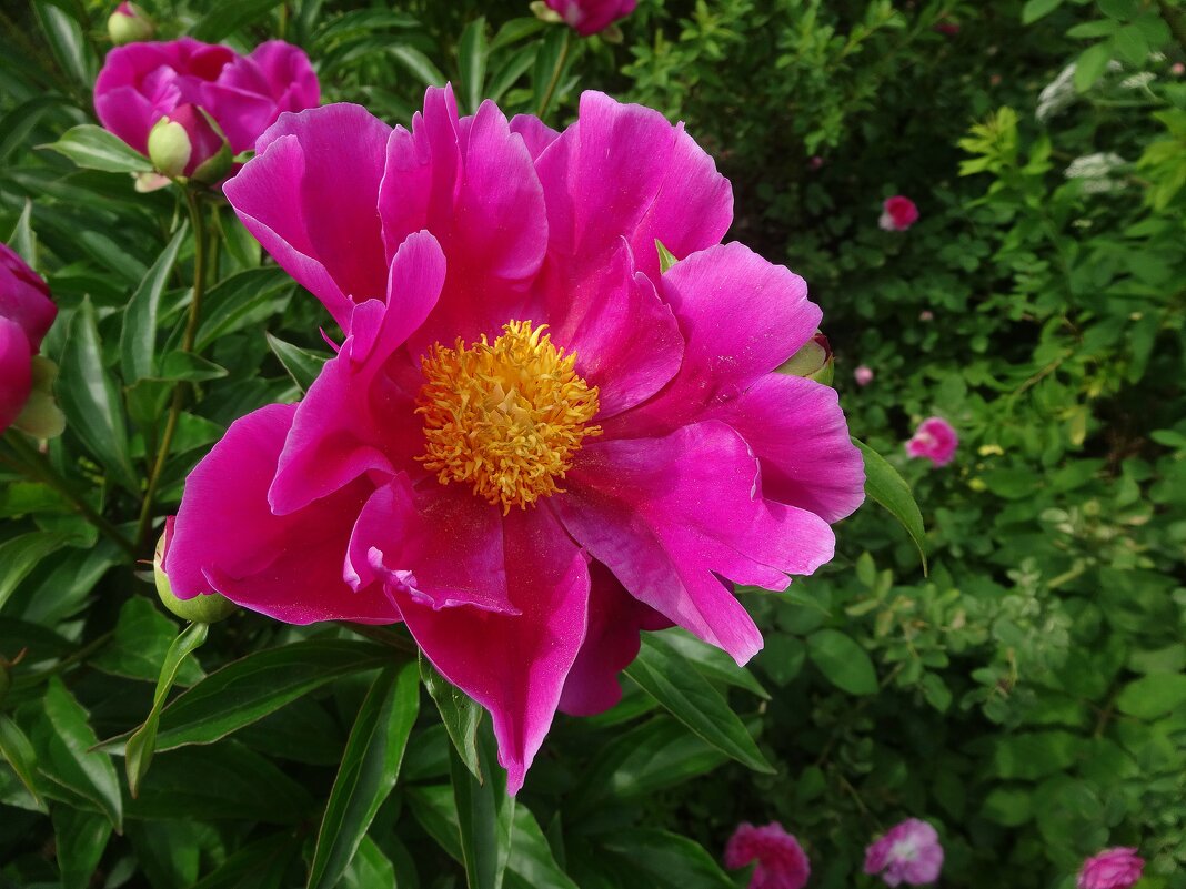 Яркий пион - Лидия Бусурина