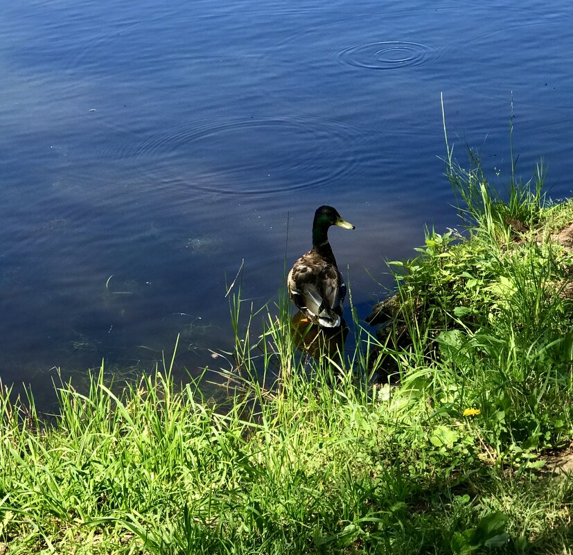 Озерный житель… - Любовь Озерный житель… - Любовь