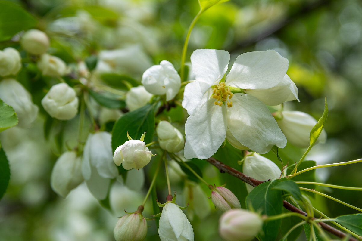 *** - Виктор Иванович Чернюк *** - Виктор Иванович Чернюк