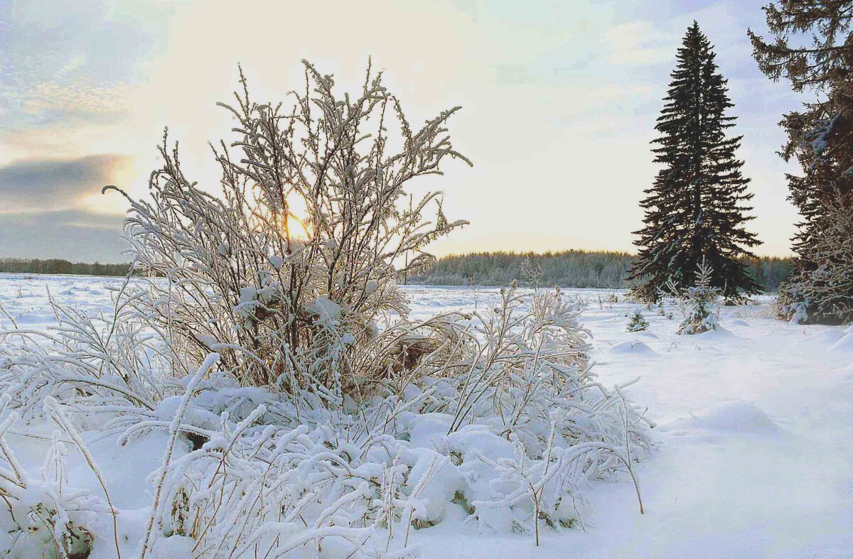 Зимняя картинка - Михаил Белоусов