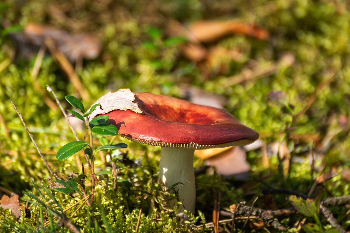 Сыроежка - Игорь Сикорский