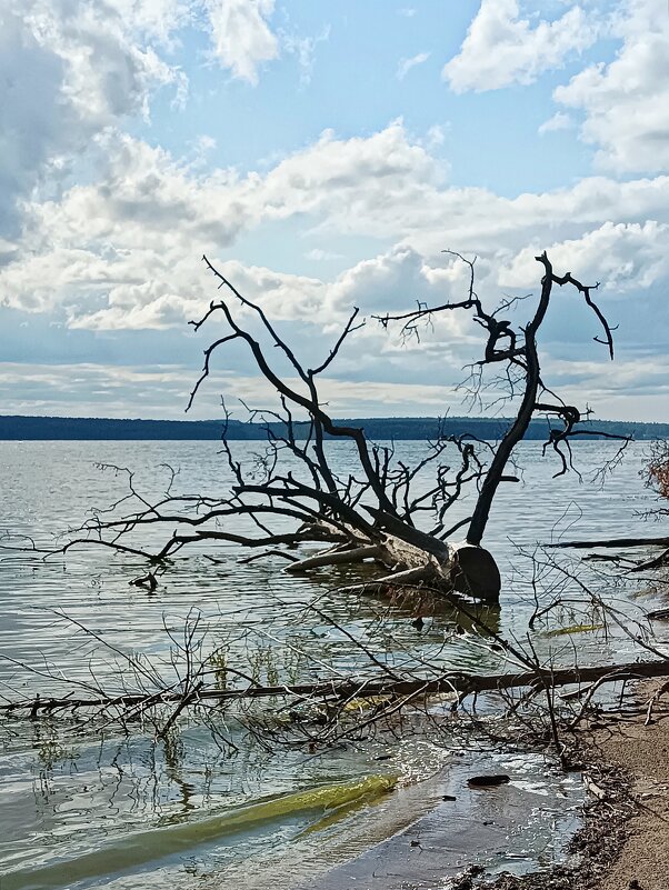 Сухое дерево... - Ирина *