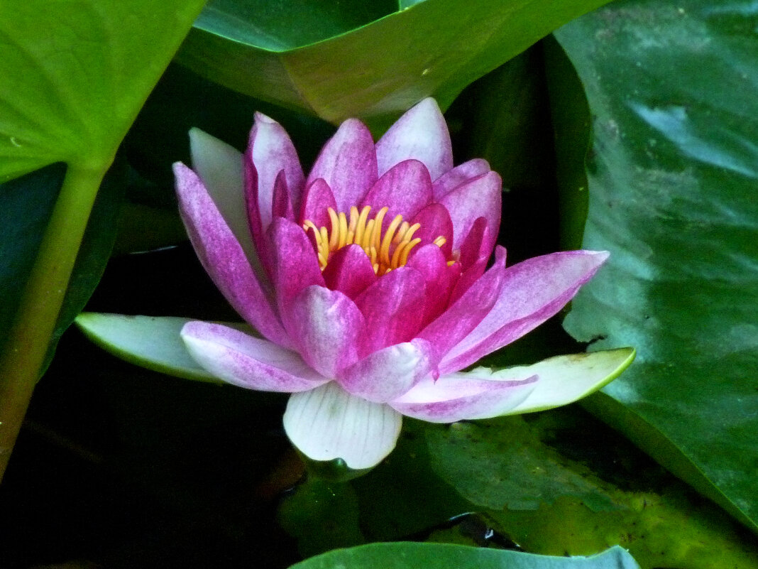 Розовая лилия - Валентин Семчишин