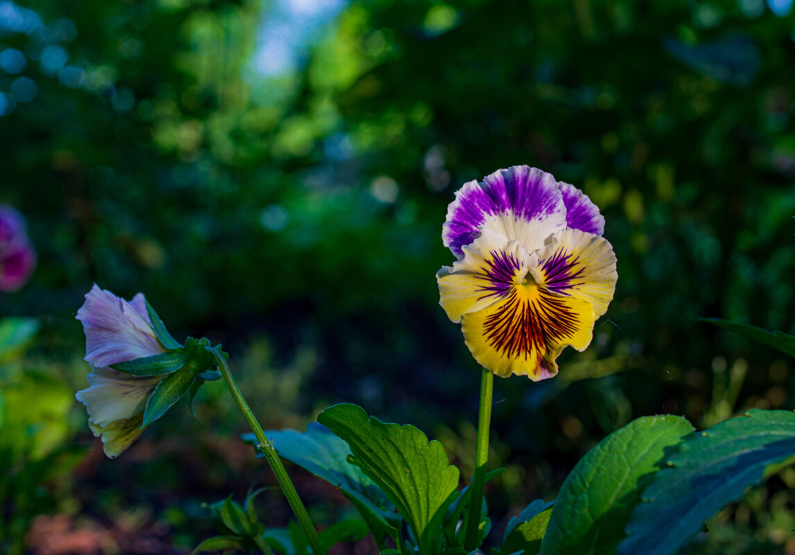 Анютины глазки - Петр 