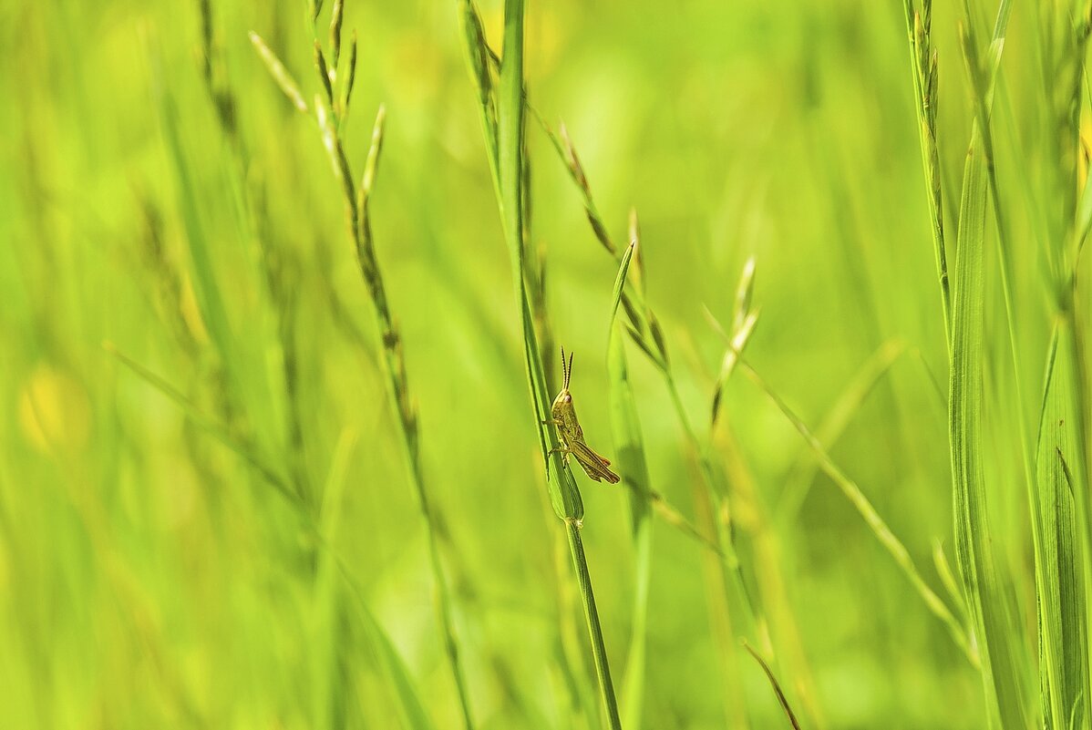 В траве сидел кузнечик - Валерий Иванович