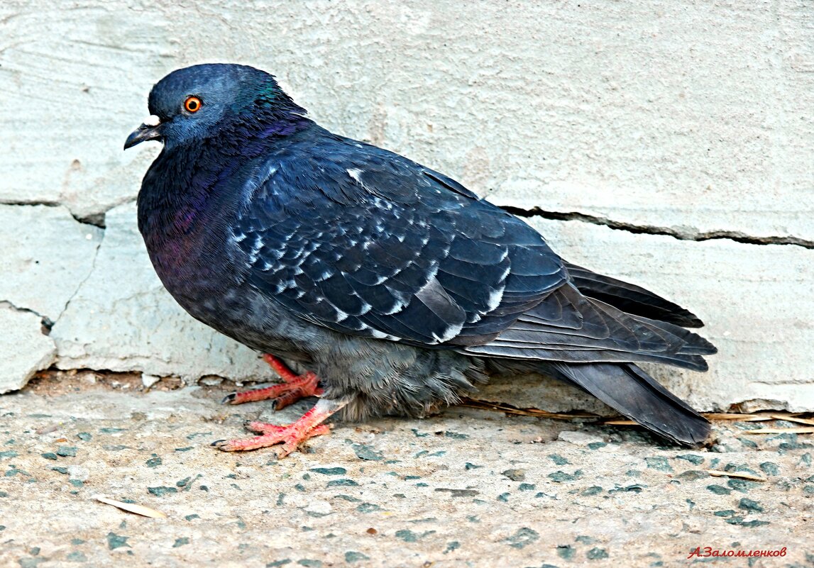 Притомился я что-то в жару крыльями хлопать.. - Андрей Заломленков