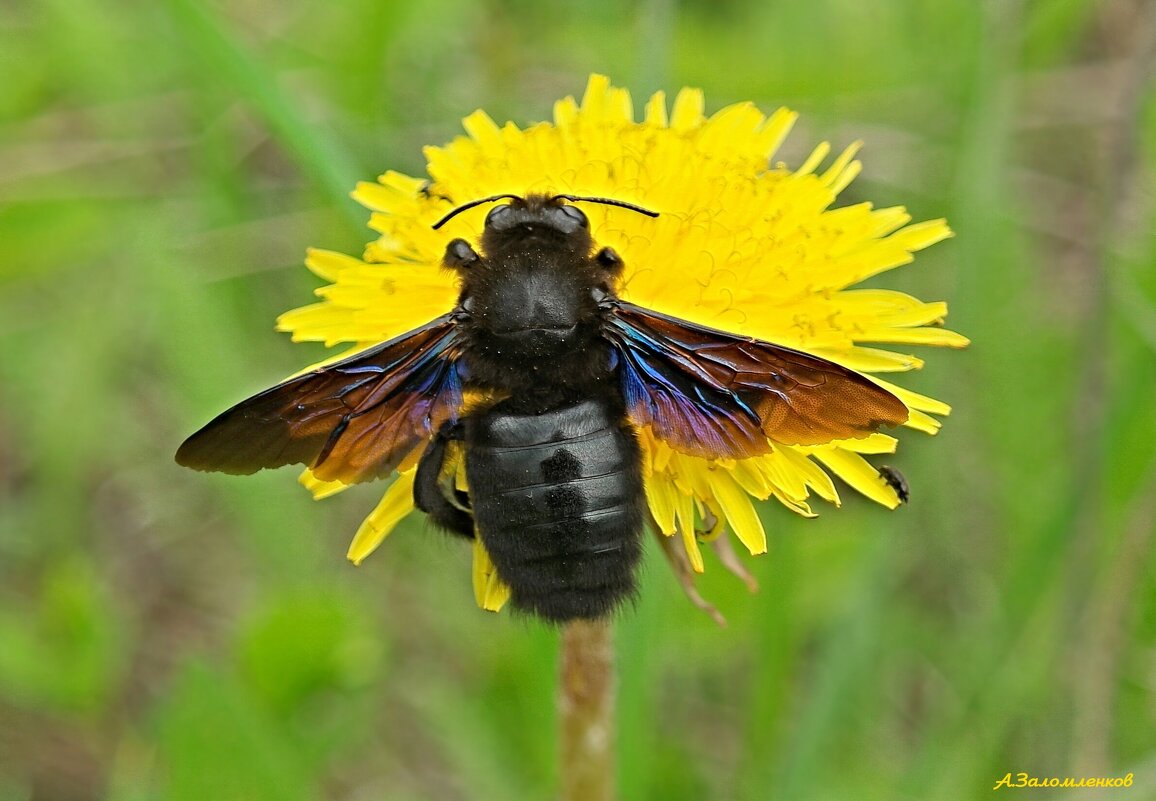 Пчёл-плотник на работе - Андрей Заломленков