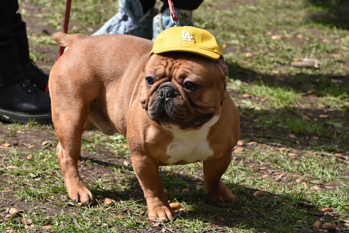 Москва. Парад французских бульдогов в усадьбе «Воронцово». - Наташа *****