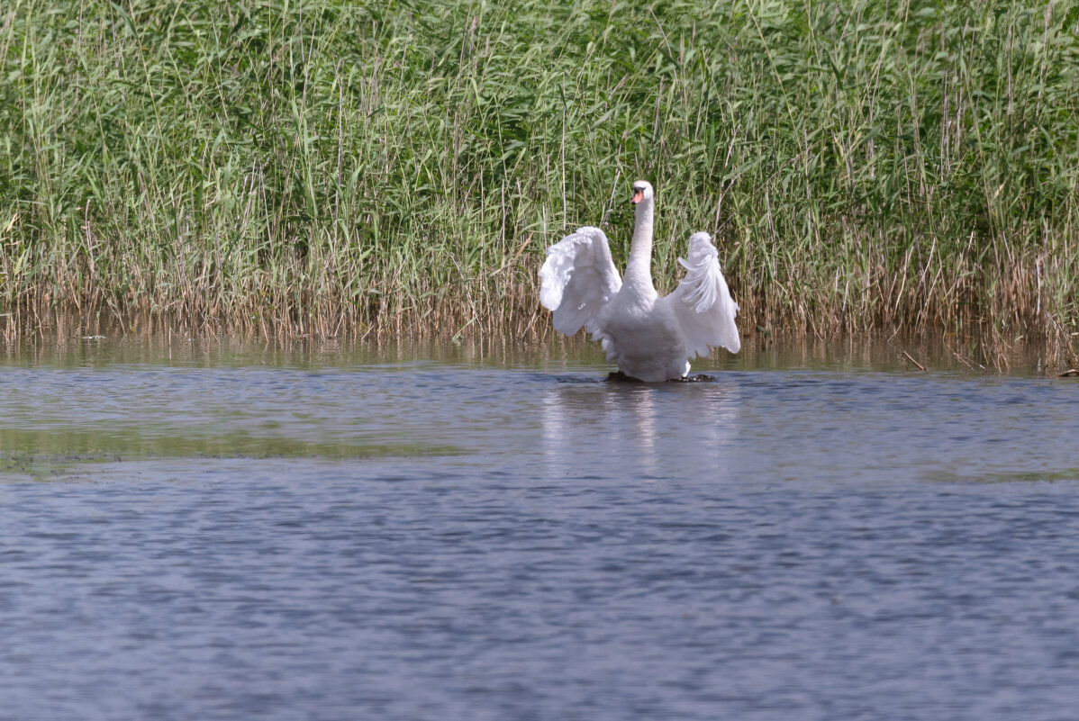 Я ПОКАЖУ ТЕБЕ КРАСИВОЕ... - Володька Завитушкин